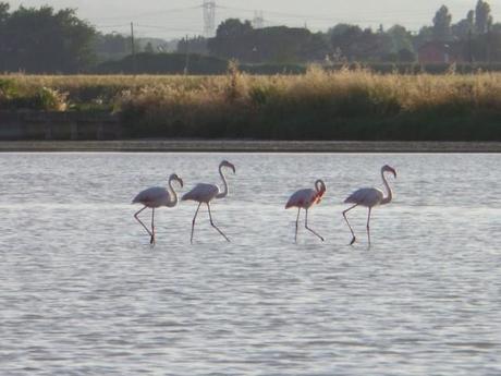 Saline di Cervia, Italia