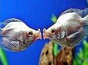 linguaggio muto pesci leggenda dice che...