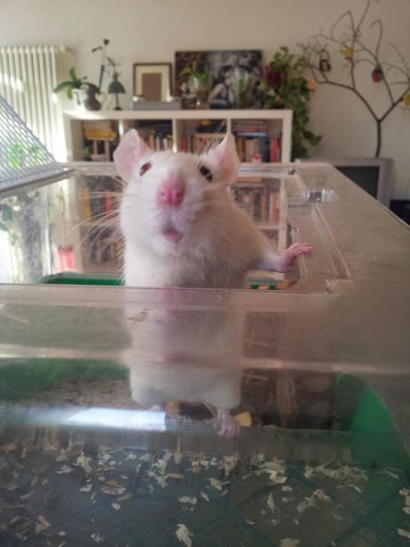 Attrezzatura per ratti