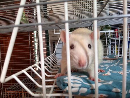 Attrezzatura per ratti