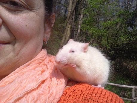 Attrezzatura per ratti