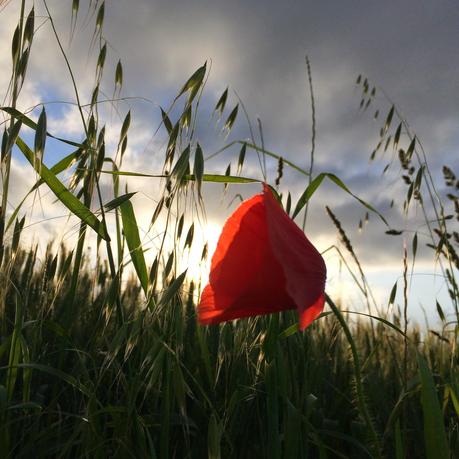 Marnacchia e la sua Querceta: relax e natura nei Sibillini