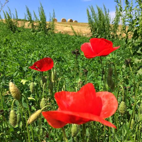 Marnacchia e la sua Querceta: relax e natura nei Sibillini