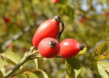 Rosa Canina