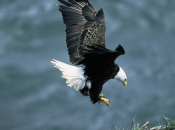 Usa, dipartimento Agricoltura 2013 ucciso milioni animali selvatici