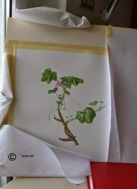 Malva sylvestris  - pianta medicinale della famiglia delle Malvaceae - work in progress