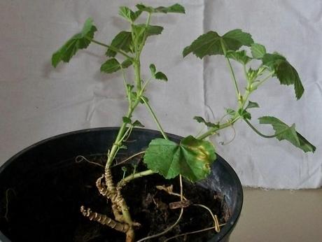 Malva sylvestris  - pianta medicinale della famiglia delle Malvaceae - work in progress