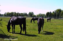 I Mountie a cavallo