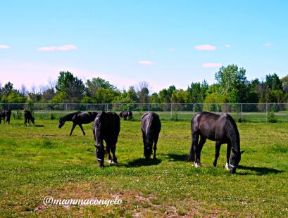 I Mountie a cavallo