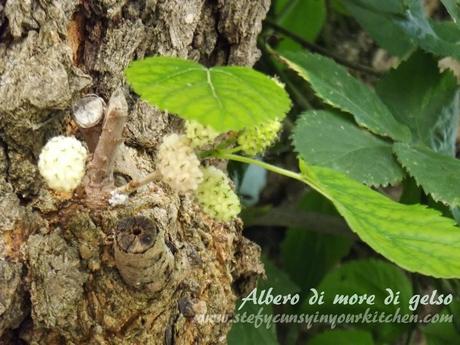 Marmellata con more di gelso