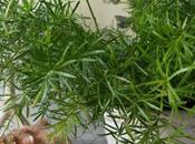 Asparagina