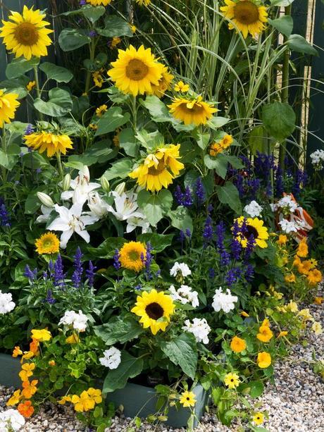 A giugno è possibile piantare i girasoli