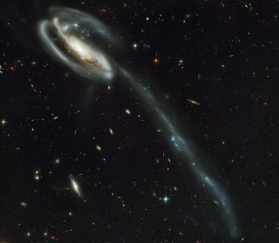 Immagine della Galassia girino (tadpole in inglese) ripresa da Hubble.  Crediti: NASA, Holland Ford (JHU), the ACS Science Team and ESA