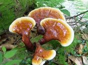 Natura mondo Reishi