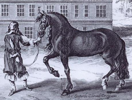 Cavallo Napoletano