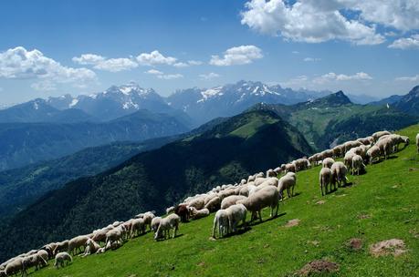 GOLICA: la montagna dei narcisi