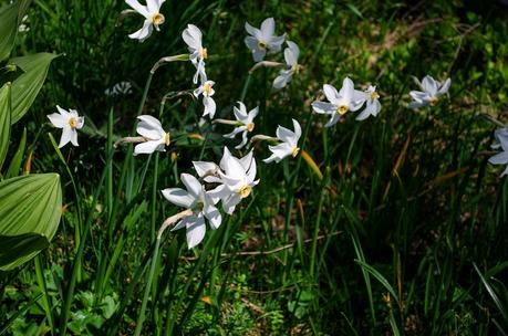 GOLICA: la montagna dei narcisi