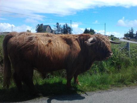 Isola di Mull - Toro delle Highlands