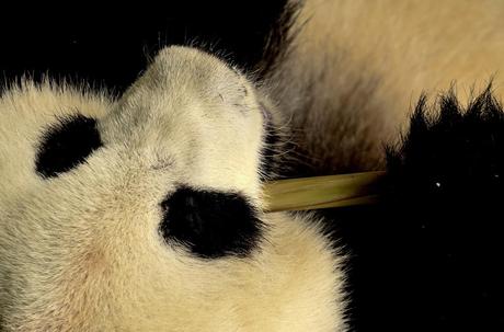 Save The Pandas! – 13 Foto dal Centro di Ricerca dei Panda Giganti di Chengdu, Cina