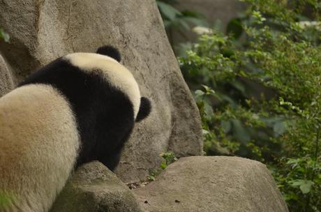 Save The Pandas! – 13 Foto dal Centro di Ricerca dei Panda Giganti di Chengdu, Cina