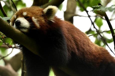 Save The Pandas! – 13 Foto dal Centro di Ricerca dei Panda Giganti di Chengdu, Cina