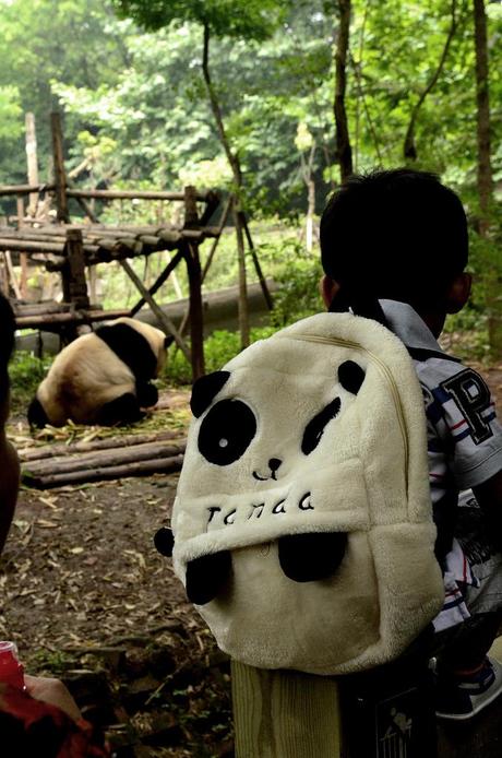 Save The Pandas! – 13 Foto dal Centro di Ricerca dei Panda Giganti di Chengdu, Cina