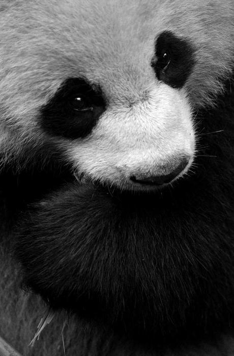 Save The Pandas! – 13 Foto dal Centro di Ricerca dei Panda Giganti di Chengdu, Cina