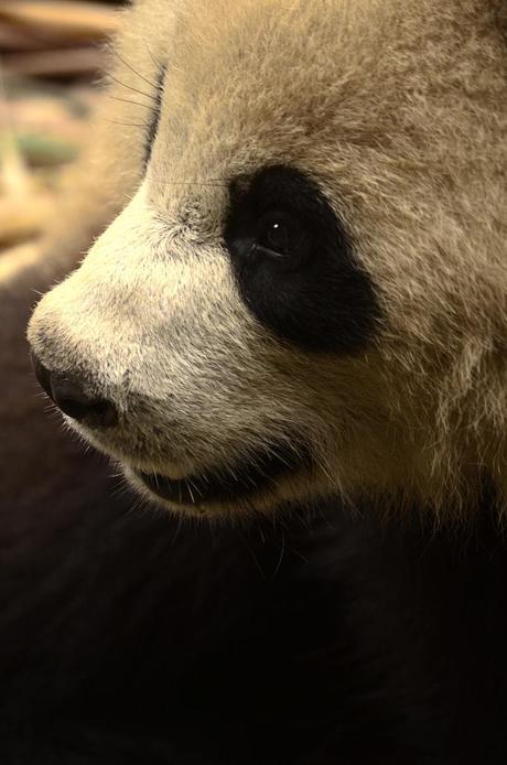 Save The Pandas! – 13 Foto dal Centro di Ricerca dei Panda Giganti di Chengdu, Cina