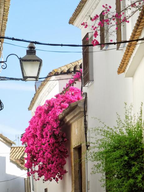 Cordoba: la Fiesta de los Patios