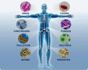 Reishi e le sue attività farmacologiche