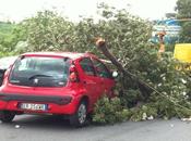 Tronco albero cade travolge macchina Agnano, conducente rimasto illeso