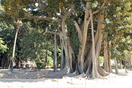 palermo- ficus - viaggiandovaldi