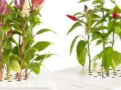 Click Grow: tecnologia intelligente cura piante posto vostro