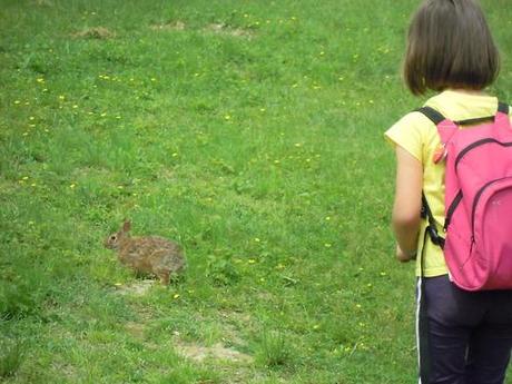 Mini lepre all’oasi naturalistica di Sant’Albano...