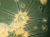 alghe conoscono miliardi anni meccanica quantistica