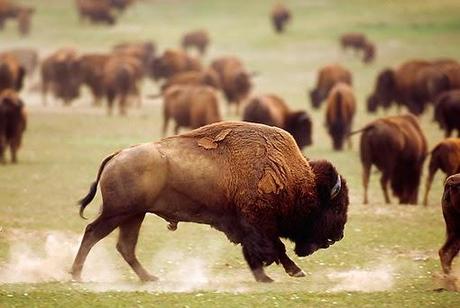 E se incontro un orso?