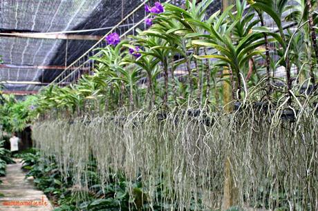 La “Fattoria delle Orchidee” di Pattaya
