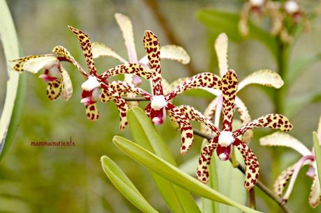 La “Fattoria delle Orchidee” di Pattaya