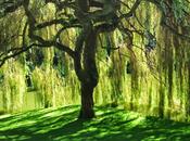 Giocavo sotto salice piangente