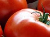 Ford arrivo l’automobile fatta pomodori