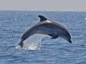 Ecoturismo Sardegna delfini: conoscere significa proteggere