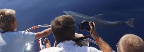 Delfini, Ente Progetto Natura - Sardegna, Italy