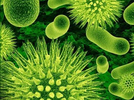 Antibiotici Naturali: 10 Erbe e Cibi che Uccidono i Superbatteri