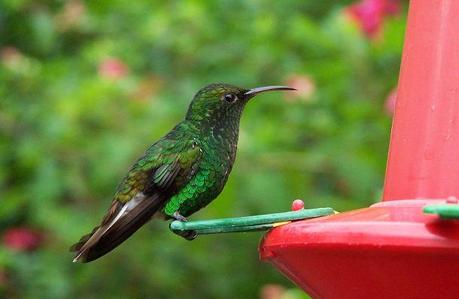 1024px-Costa-Rica-colibri-humming-bird
