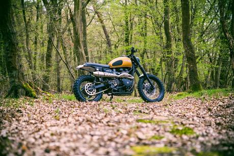 Triumph Mojave 900 by WalzWerk-Racing