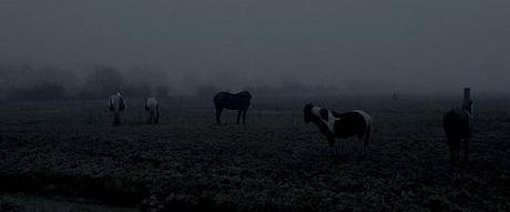 Tracce #21 | The Ethereal Melancholy of Seeing Horses in the Cold