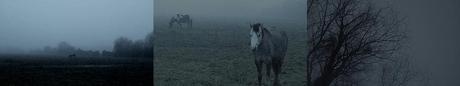 Tracce #21 | The Ethereal Melancholy of Seeing Horses in the Cold