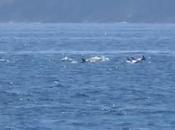 Video. Delfini mari Golfo, spettacolo! Verdi lanciano l’allarme…