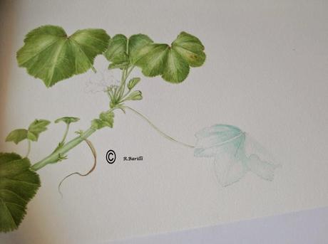 Malva sylvestris - pianta medicinale della famiglia delle Malvaceae - work in progress -  seconda parte