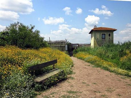 Padule di Fucecchio e Montalbano